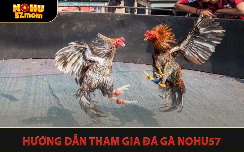 Hướng Dẫn Tham Gia Đá Gà NOHU57