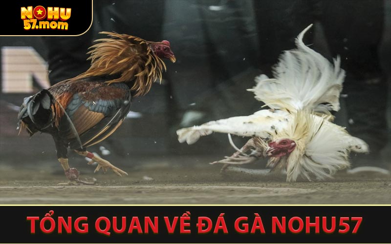 Tổng Quan Về Đá Gà NOHU57